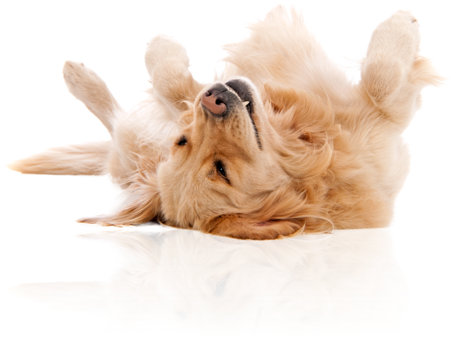 pup wash