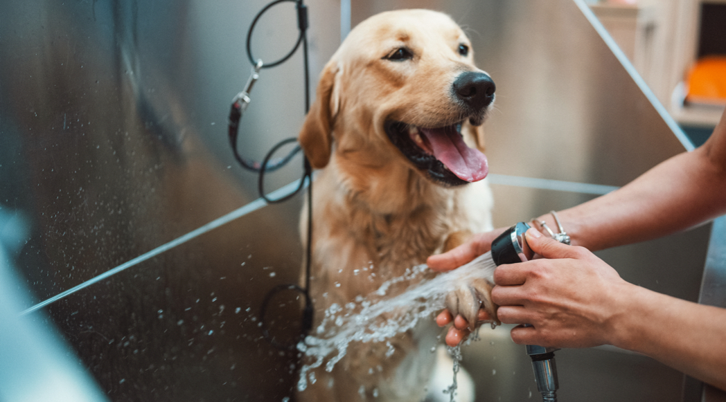 dog wash station maintenance tips: keep it clean & running smoothly